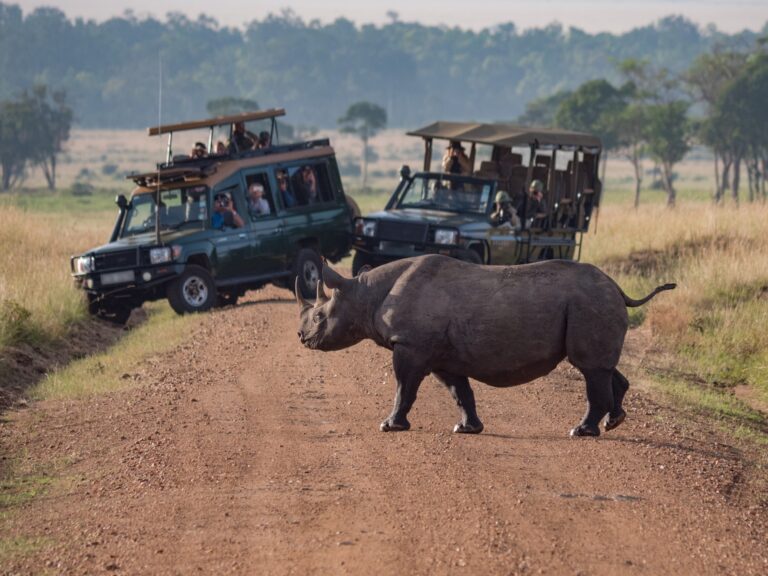 Best South African Safari Companies – A Complete Guide to Top Safari Experiences