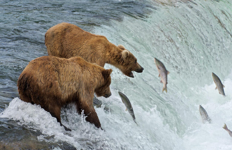 National Habitat Adventures – A Complete Guide to Responsible Wildlife Travel