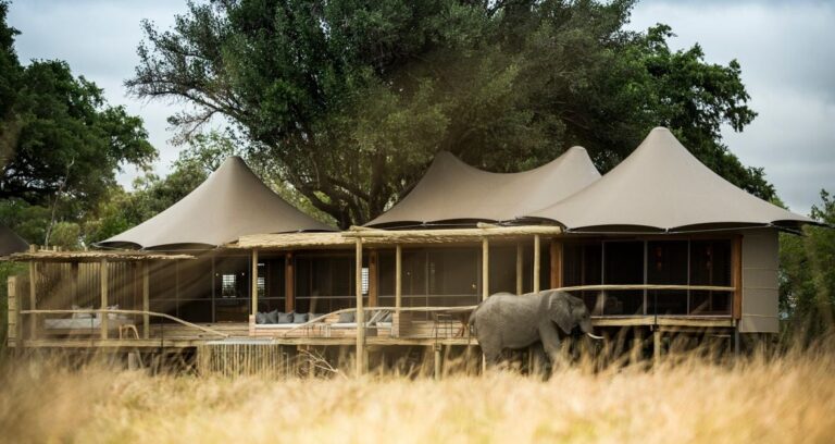 Luxury African Safari Vacation Packages – Ultimate Guide to Unforgettable Adventures